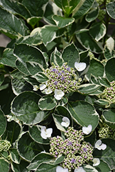 Mariesii Variegata Hydrangea (Hydrangea macrophylla 'Mariesii Variegata') at Stonegate Gardens