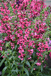Pink Angelonia (Angelonia angustifolia 'Pink') at Stonegate Gardens