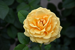 Beautiful Day Rose (Rosa 'FRYtropic') at Lakeshore Garden Centres