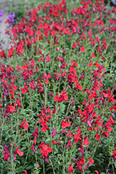 Radio Red Autumn Sage (Salvia greggii 'Radio Red') at Stonegate Gardens