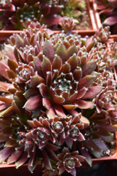 Chick Charms Cinnamon Starburst Hens And Chicks (Sempervivum 'Cinnamon Starburst') at A Very Successful Garden Center