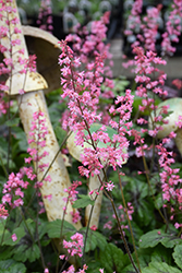 Pink Revolution Foamy Bells (Heucherella 'Pink Revolution') at Lakeshore Garden Centres