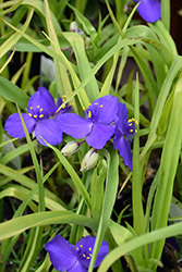 Blue And Gold Spiderwort (Tradescantia x andersoniana 'Blue And Gold') at Stonegate Gardens