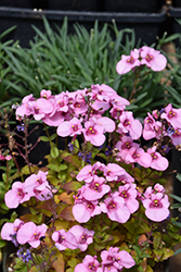 Juliet Pink Twinspur (Diascia 'Baljulink') at Lakeshore Garden Centres