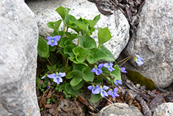 Wooly Blue Violet (Viola sororia) at Stonegate Gardens