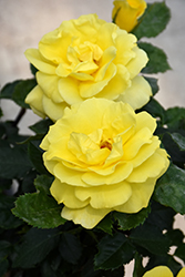 Sunsprite Rose (Rosa 'Sunsprite') at Stonegate Gardens