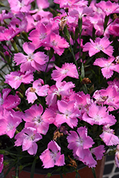 Beauties Kahori Pink Pinks (Dianthus 'Kahori Pink') at Stonegate Gardens