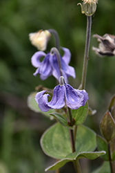 Stand By Me Bush Clematis (Clematis 'Stand By Me') at Lakeshore Garden Centres