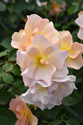 Chinook Sunrise Rose (Rosa 'VLR001') at Lakeshore Garden Centres