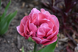 Amazing Grace Tulip (Tulipa 'Amazing Grace') at Lakeshore Garden Centres