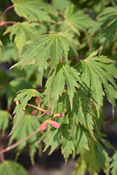 Northern Glow Maple (Acer 'Hasselkus') at Stonegate Gardens