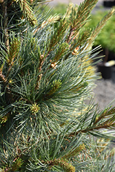 Northern Blue Limber Pine (Pinus flexilis 'Northern Blue') at Stonegate Gardens