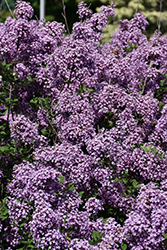 Bloomerang Dark Purple Lilac (Syringa 'SMSJBP7') at Lakeshore Garden Centres