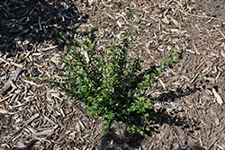 Autumn Inferno Cotoneaster (Cotoneaster 'Bronfire') at Lakeshore Garden Centres