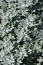 Silver Brocade Artemisia (Artemisia stelleriana 'Silver Brocade') at Stonegate Gardens