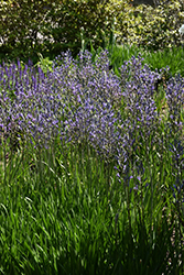 Blue Camassia (Camassia leichtlinii 'Coerulea') at A Very Successful Garden Center