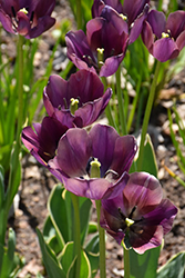 Caravelle Design Tulip (Tulipa 'Caravelle Design') at Stonegate Gardens