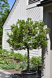Bay Laurel (tree form) (Laurus nobilis (tree form)) at Stonegate Gardens