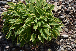 Cookie Crumbs Hosta (Hosta 'Cookie Crumbs') at Lakeshore Garden Centres
