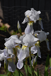 Florentina Bearded Iris (Iris x germanica 'var. florentina') at Lakeshore Garden Centres