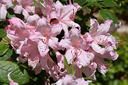 Candy Lights Azalea (Rhododendron 'Candy Lights') at Stonegate Gardens