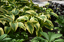 Gold-Variegated Mountain Hosta (Hosta montana 'Aureomarginata') at Lakeshore Garden Centres