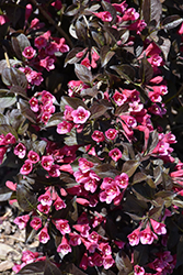Tango Weigela (Weigela florida 'Tango') at Lakeshore Garden Centres