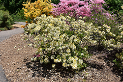 Northern Hi-Lights Azalea (Rhododendron 'Northern Hi-Lights') at Lakeshore Garden Centres