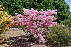 Northern Lights Azalea (Rhododendron 'Northern Lights') at The Mustard Seed