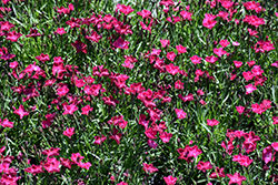 Beauties Kahori Scarlet Pinks (Dianthus 'Kahori Scarlet') at Lakeshore Garden Centres