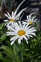 Lucille White Shasta Daisy (Leucanthemum x superbum 'Lucille White') at A Very Successful Garden Center