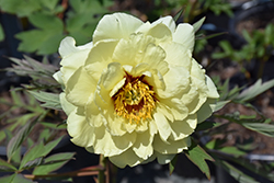 High Noon Tree Peony (Paeonia suffruticosa 'High Noon') at Lakeshore Garden Centres