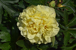 Duchesse de Lorraine Peony (Paeonia 'RTPIV790-01') at A Very Successful Garden Center