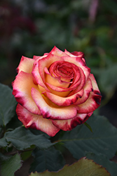 Dream Come True Rose (Rosa 'Dream Come True') at Stonegate Gardens