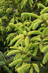 The Limey Norway Spruce (Picea abies 'The Limey') at Stonegate Gardens