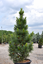 Algonquin Pillar Swiss Stone Pine (Pinus cembra 'Algonquin Pillar') at Lakeshore Garden Centres