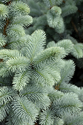 Hoopsii Blue Spruce (Picea pungens 'Hoopsii') at Stonegate Gardens