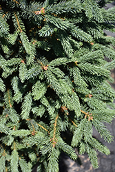 Blue Tear Drop Black Spruce (Picea mariana 'Blue Tear Drop') at Stonegate Gardens