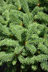 Meyer's Blue Spruce (Picea meyeri) at Stonegate Gardens