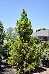 Big Berta White Spruce (Picea glauca 'Big Berta') at Stonegate Gardens