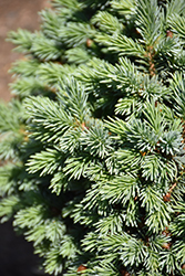 Jasper Engelmann Spruce (Picea engelmannii 'Hexenbesen Jasper') at Stonegate Gardens