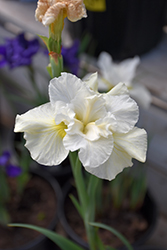 Swallowtail Siberian Iris (Iris sibirica 'Swallowtail') at A Very Successful Garden Center