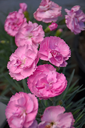 Fruit Punch Sweetie Pie Pinks (Dianthus 'Sweetie Pie') at Lakeshore Garden Centres