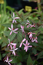 Pink Profusion Bowman's Root (Gillenia trifoliata 'Pink Profusion') at A Very Successful Garden Center