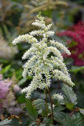 Cappuccino Astilbe (Astilbe x arendsii 'Cappuccino') at A Very Successful Garden Center