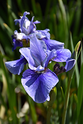 Sky Mirror Siberian Iris (Iris sibirica 'Sky Mirror') at Stonegate Gardens
