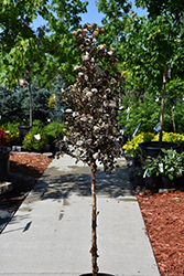 Summer Wine Ninebark (tree form) (Physocarpus opulifolius 'Seward') at Lakeshore Garden Centres