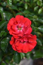Flower Carpet Scarlet Rose (Rosa 'Flower Carpet Scarlet') at Lakeshore Garden Centres