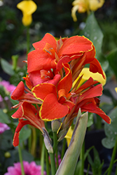 Cannova Red Flame Canna (Canna 'Cannova Red Flame') at Stonegate Gardens