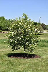 Nannyberry (tree form) (Viburnum lentago (tree form)) at Stonegate Gardens